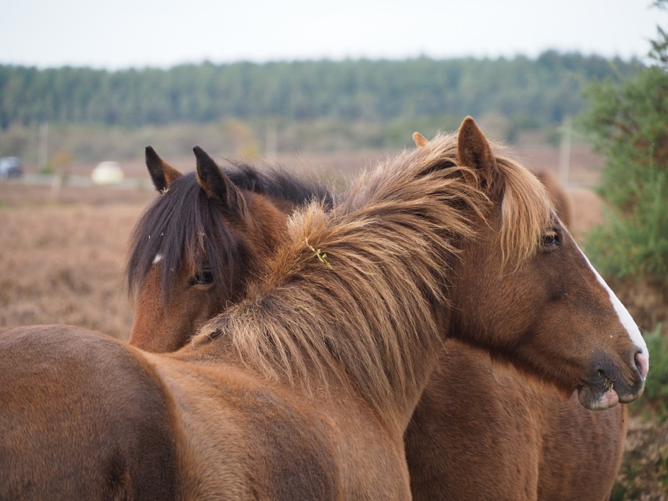 new forest en automne