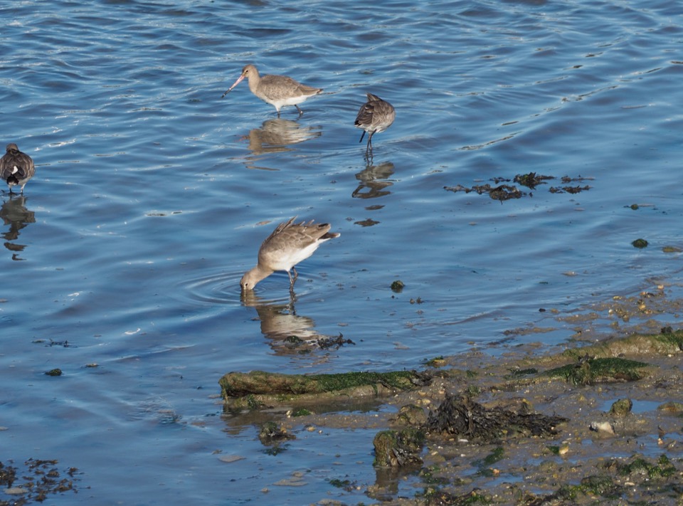 oiseaux
