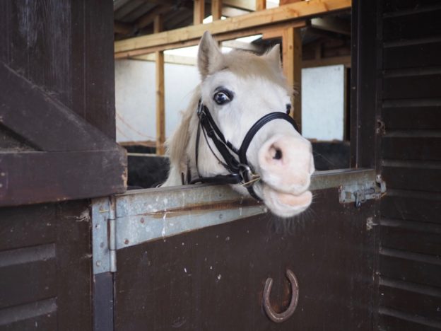 Notre vie en Angleterre (semaine 22) : les vacances de février, l’équitation et nos escapades