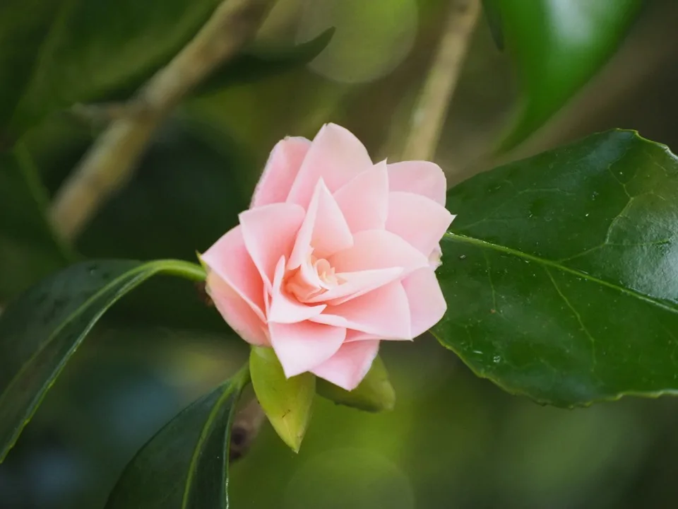 Pink camellia in the Greenway House garden