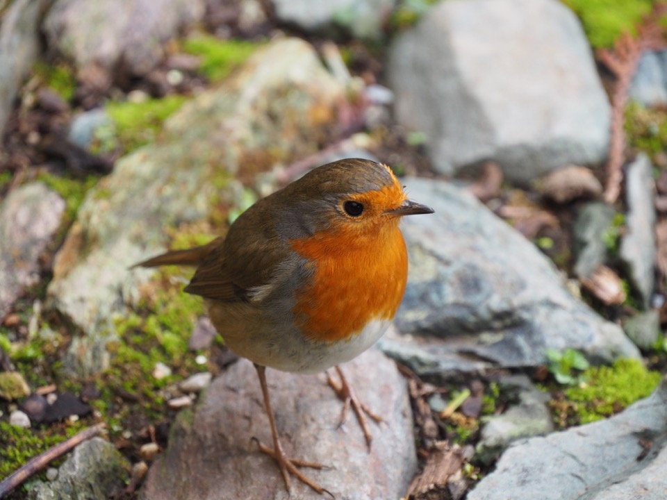 rouge-gorge