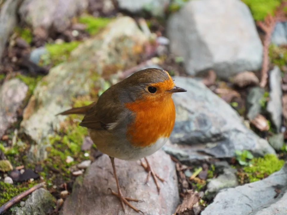 Robin perched on a stone in the Greenway garden