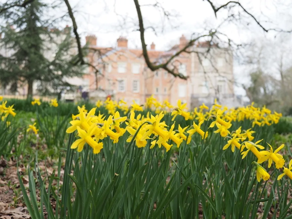 Jonquilles jaunes fleurissent devant la maison de Mottisfont