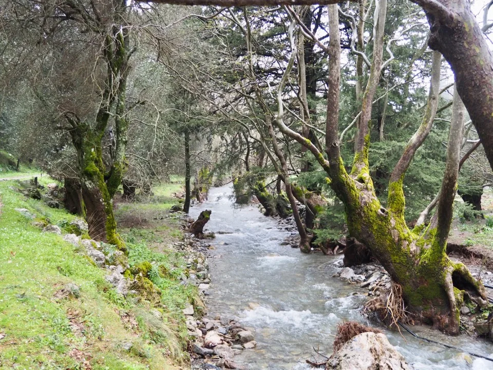 Stream flowing through a green Cretan forest