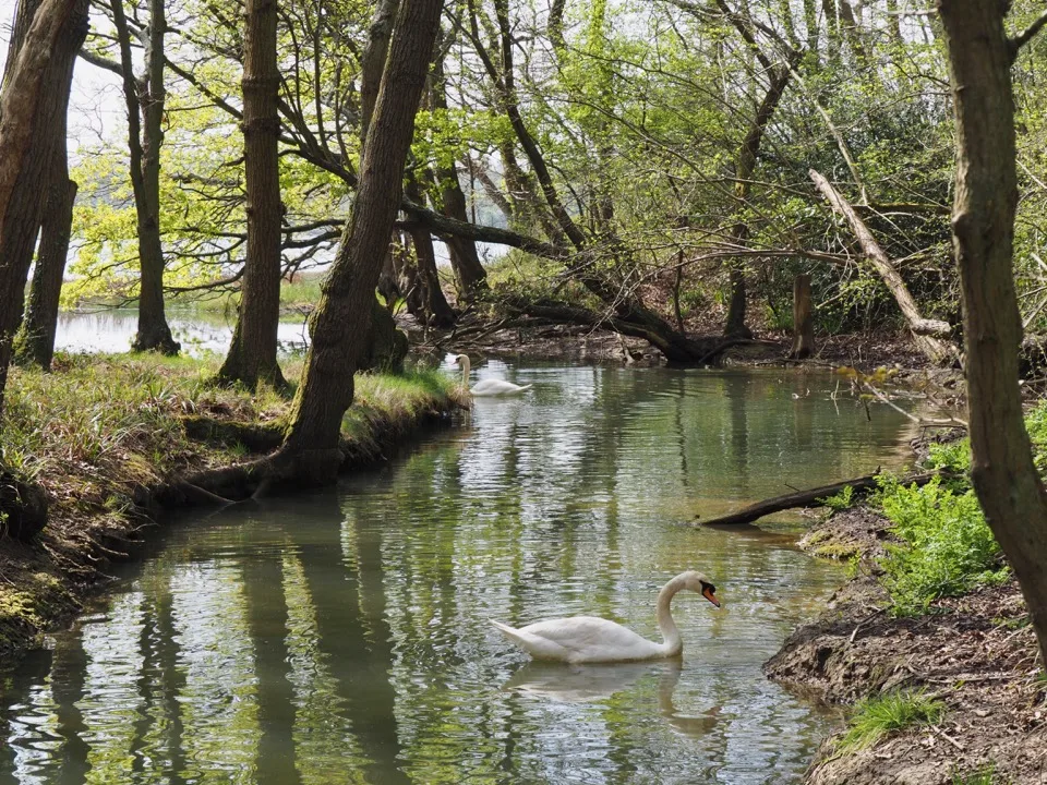 Cygne blanc nageant le long d'un ruisseau boisé