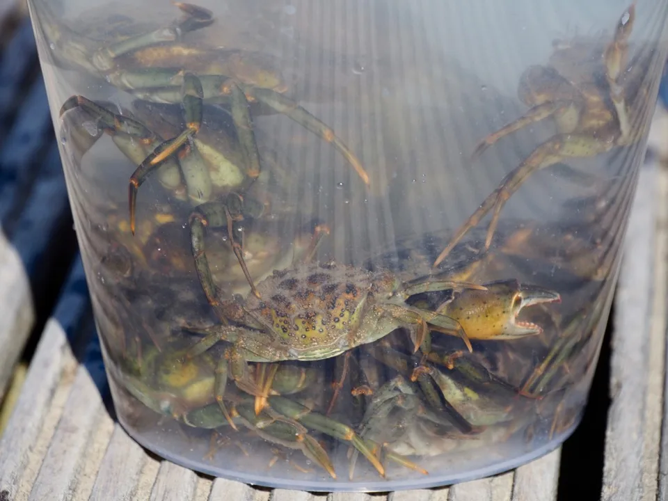 Crabes collectés dans un seau transparent au bord de l'eau