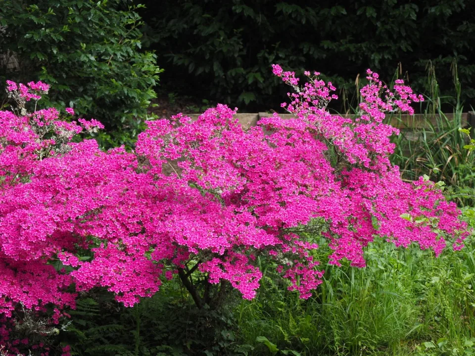 Azalée rose vif couverte de fleurs