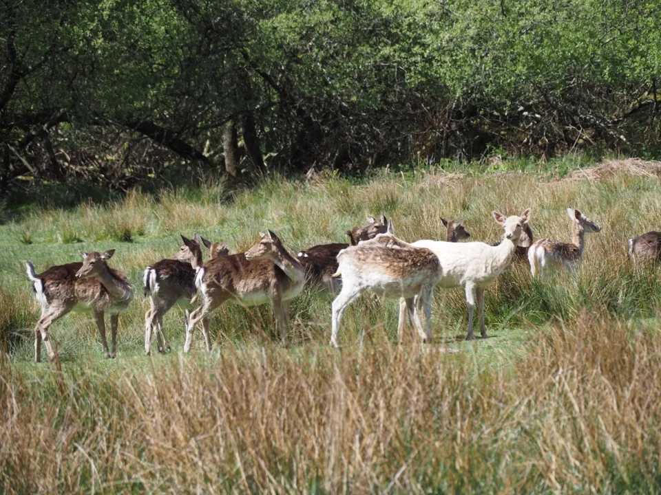 Troupeau de daims traversant des prairies rugueuses
