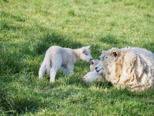 Notre vie en Angleterre (semaine 40) : quand les enfants sont au Summer Camp