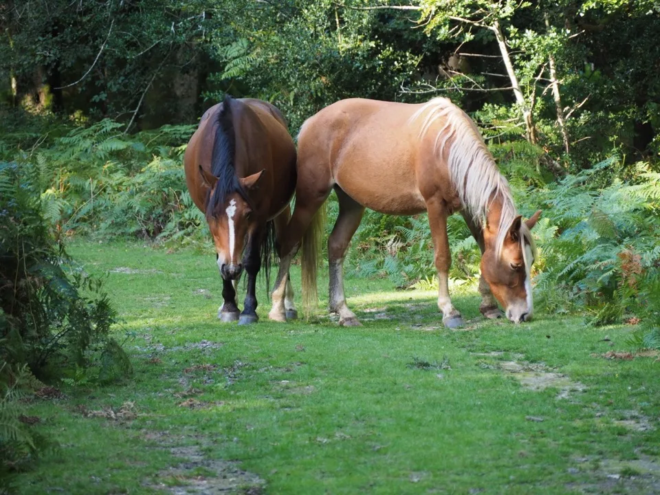 Poneys broutant dans la New Forest