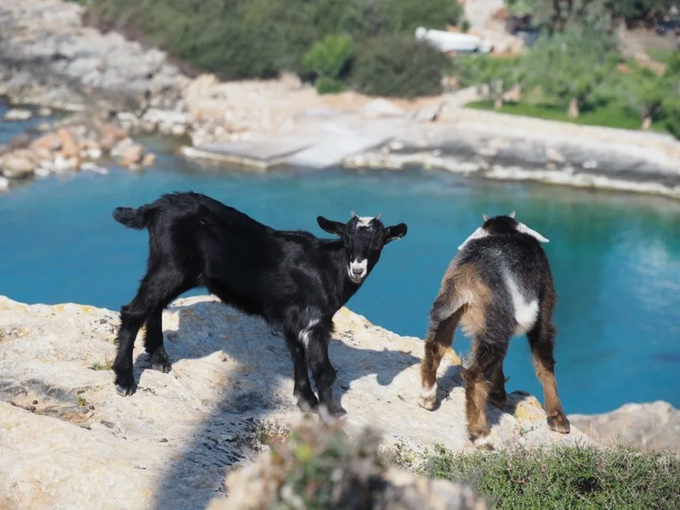 Two goats on a cliff above the sea in Crete