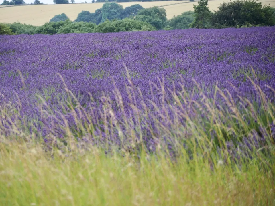Visiter les Cotswolds