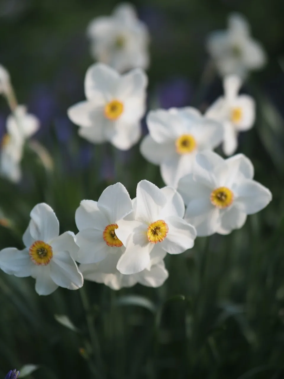 narcisse