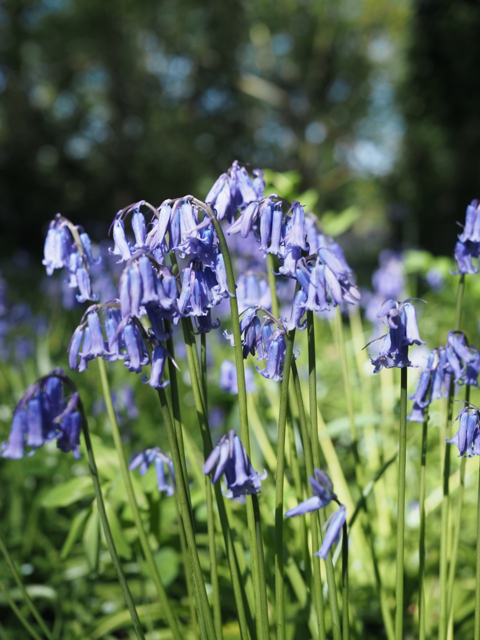 bluebells