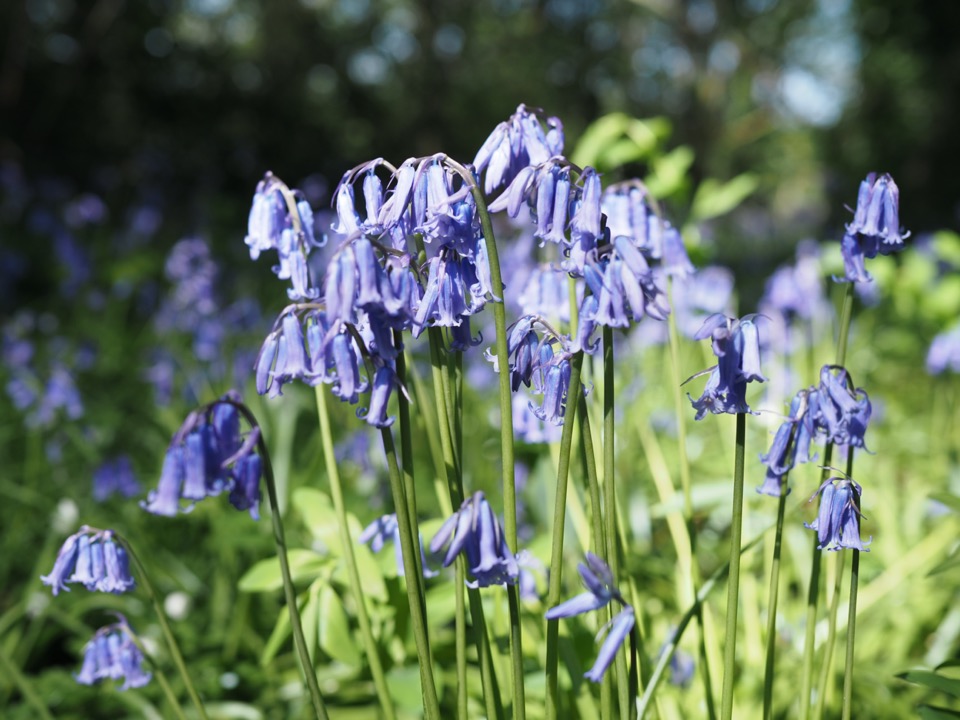 bluebells