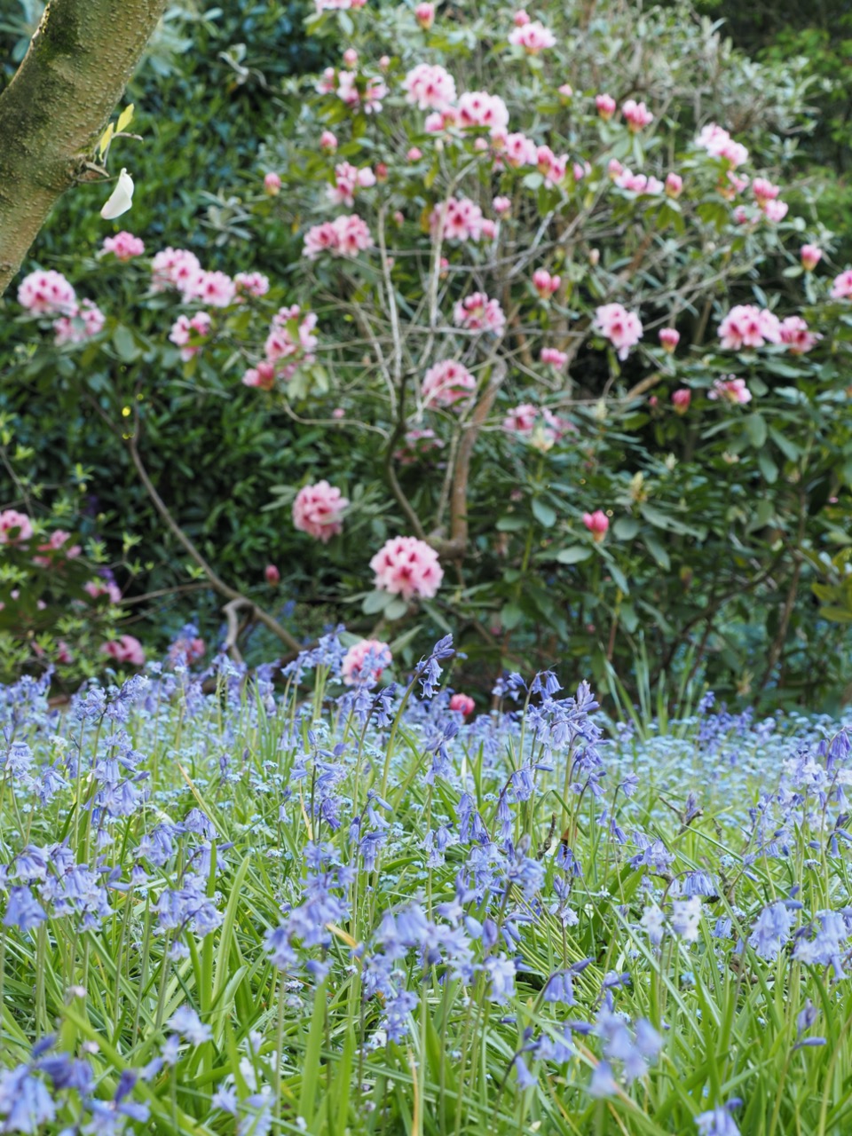 bluebells