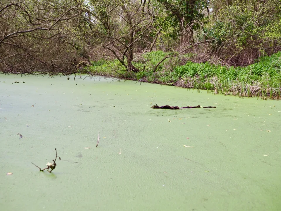 crocodile
