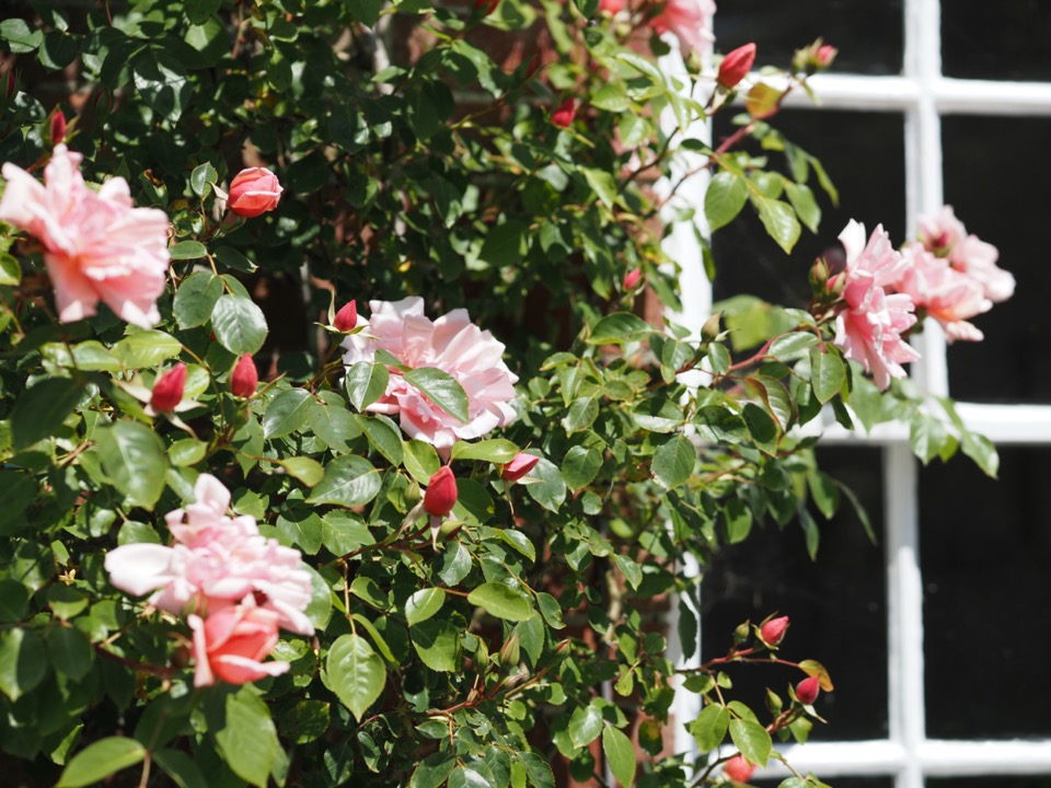 rosier grimpant