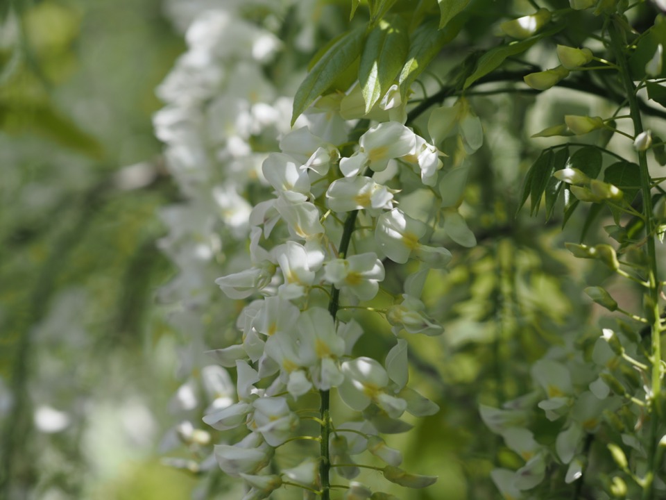 glycine
