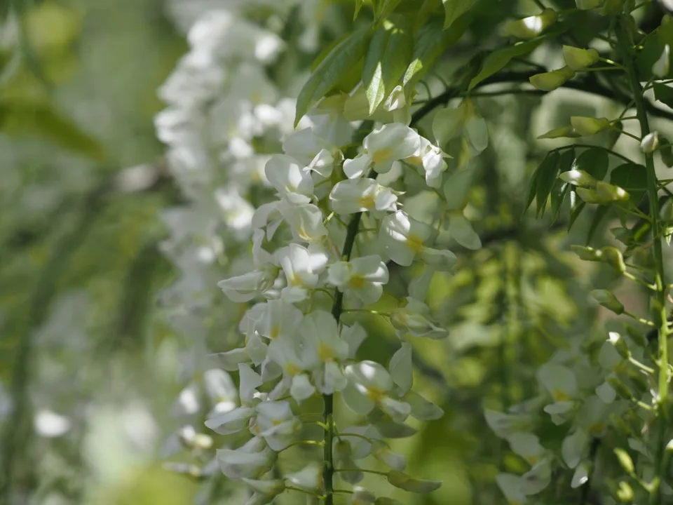 glycine
