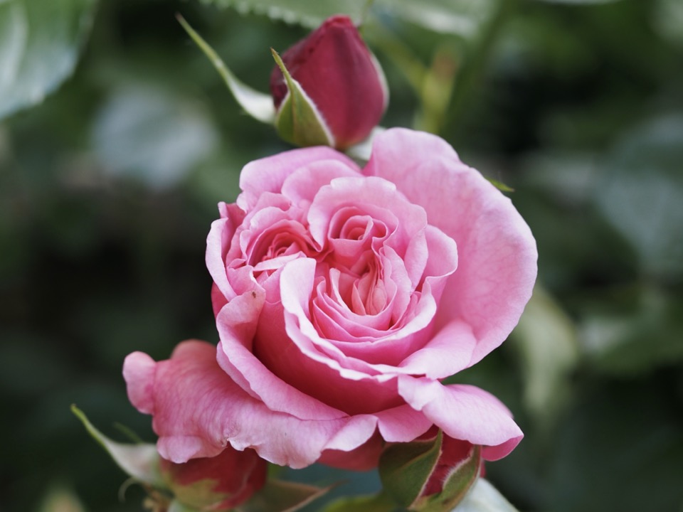 rose