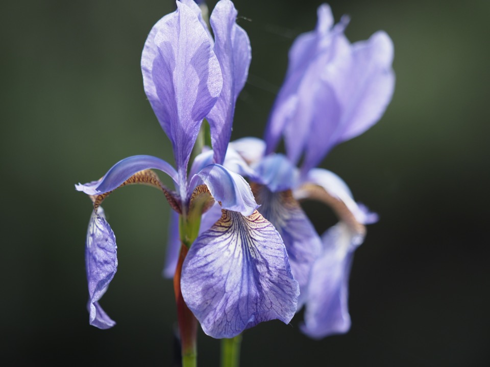 iris