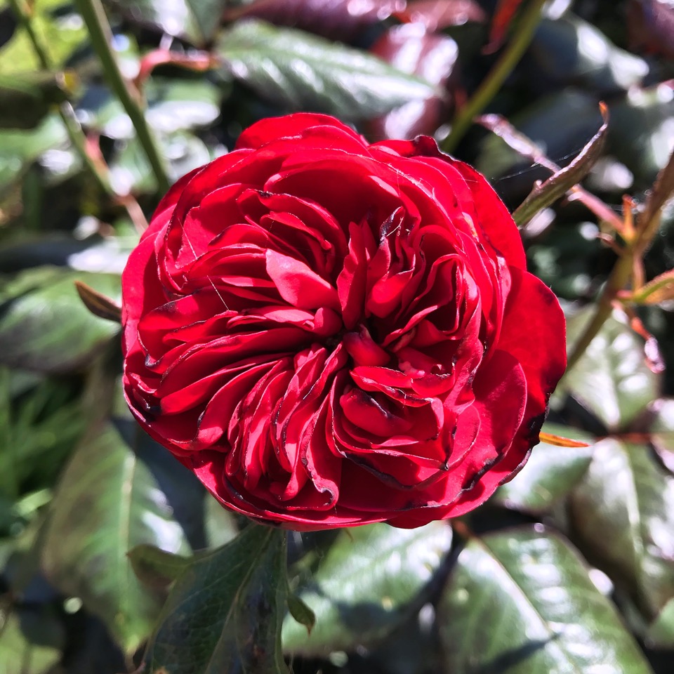 rose rouge