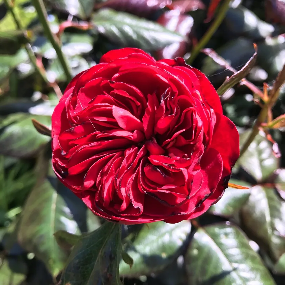 rose rouge