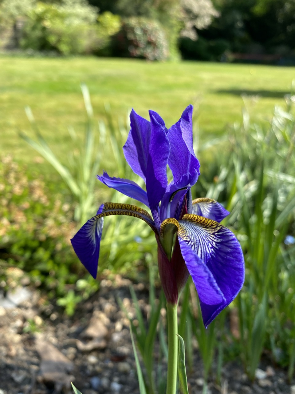 iris