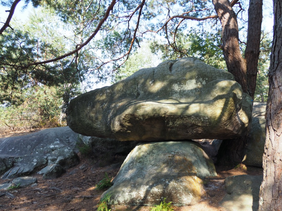 foret fontainebleau