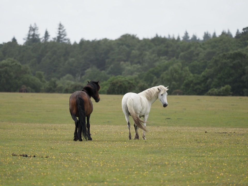 visiter la New Forest