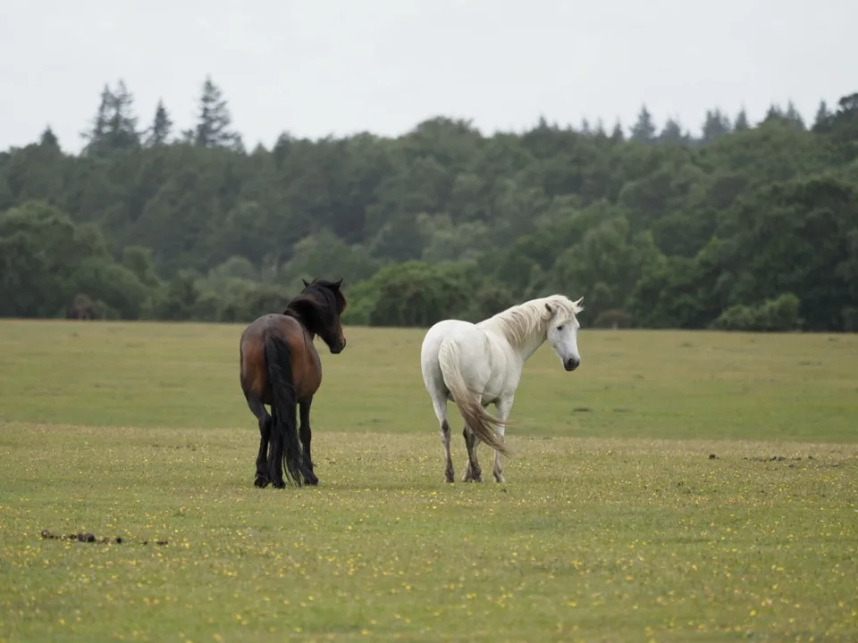 visiter la New Forest