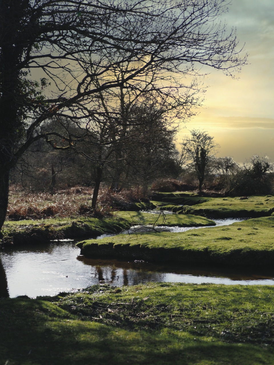 best spots in the new forest