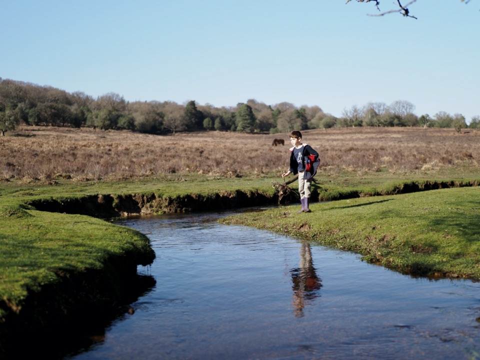 best family walk in new forest