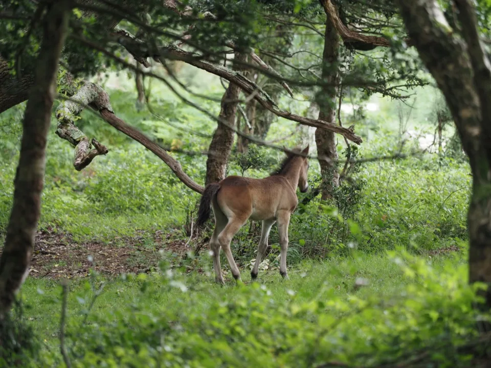 ponies of the new forest