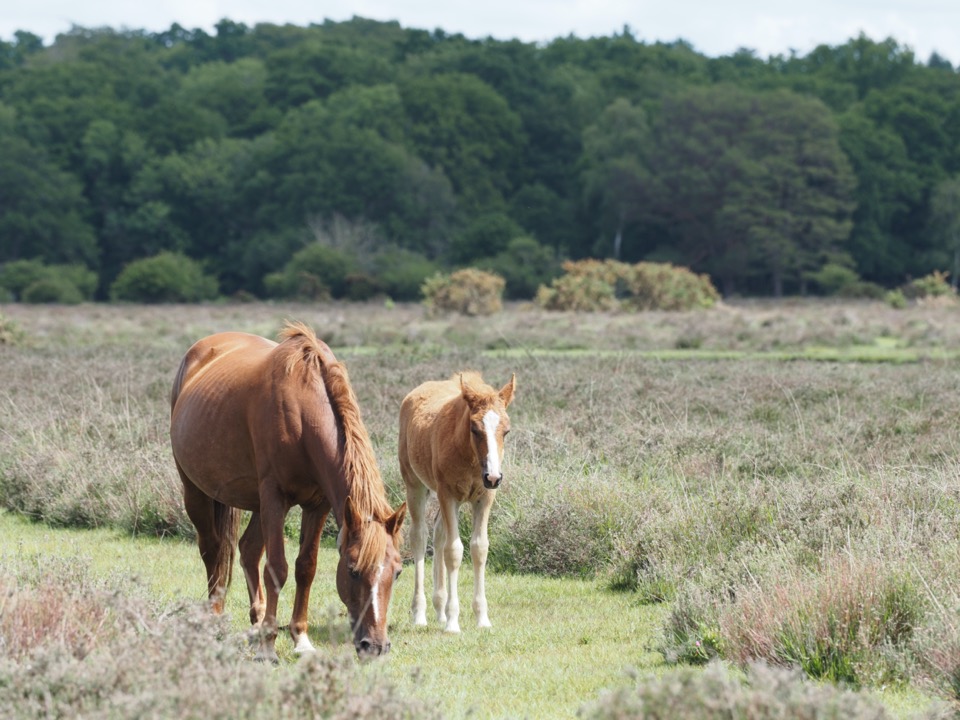 foals in the new forest
