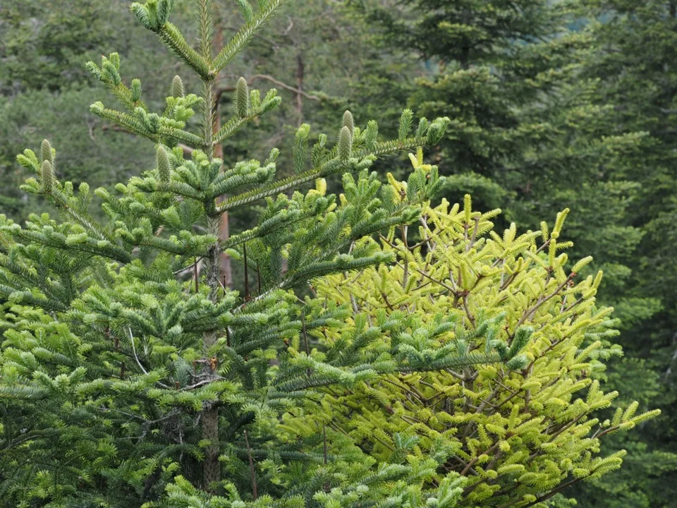 la foret noire en famille