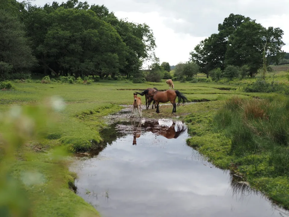 foals in the new forest