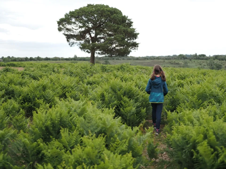 best family walk in new forest