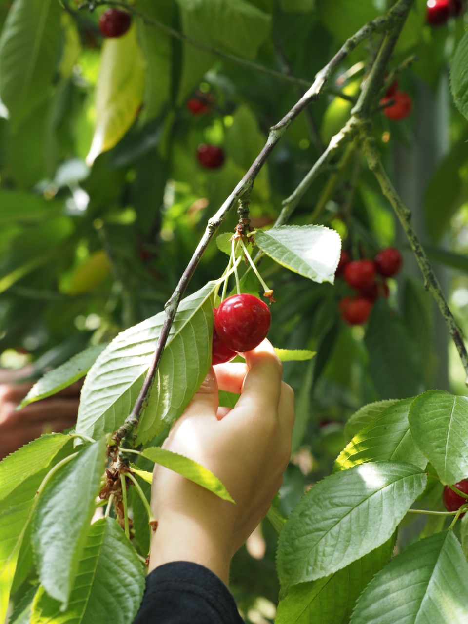 cueillette cerises