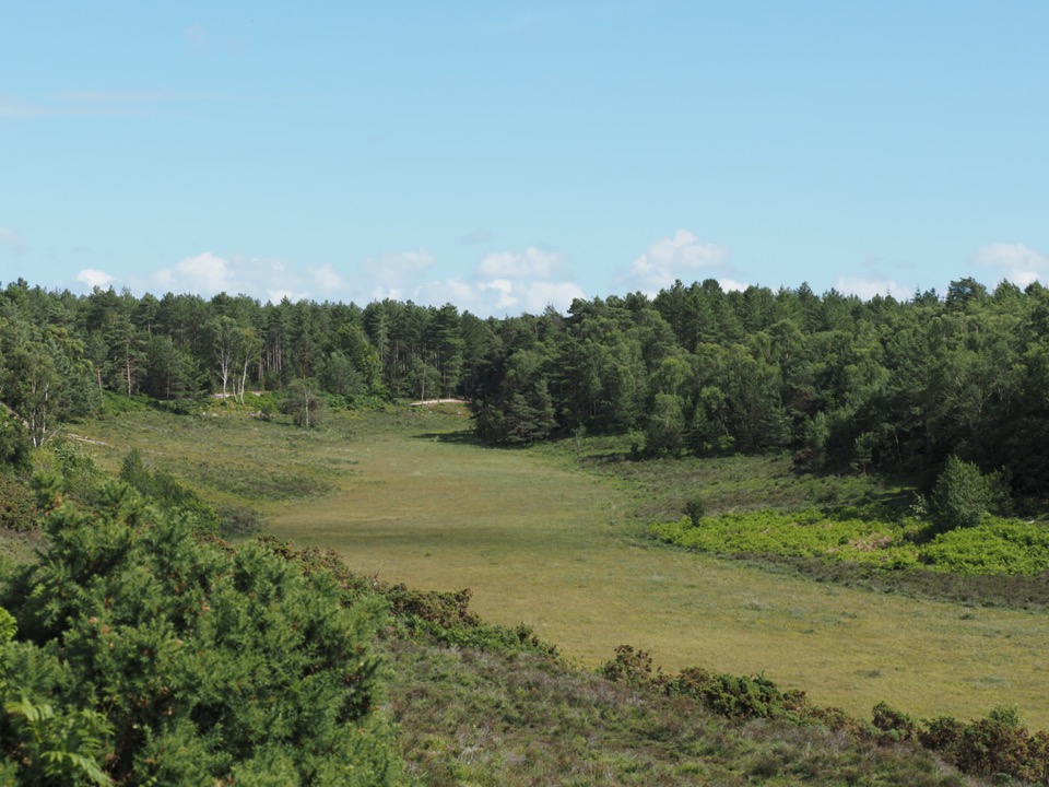 new forest