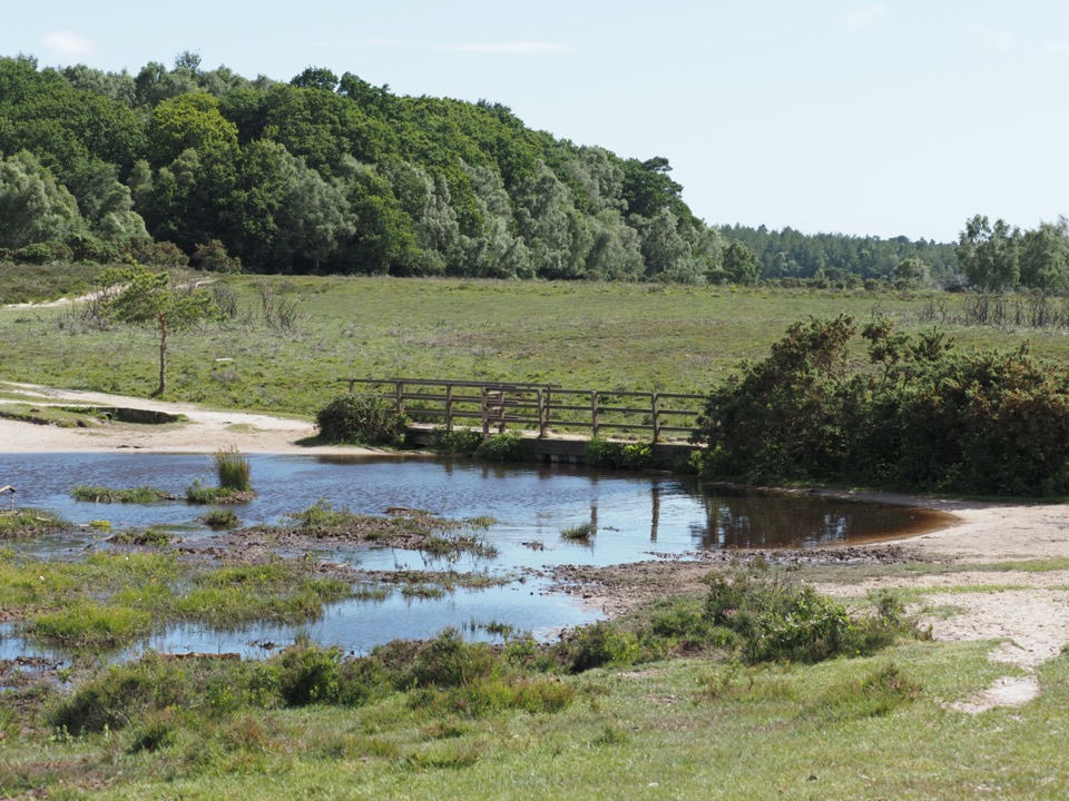 new forest