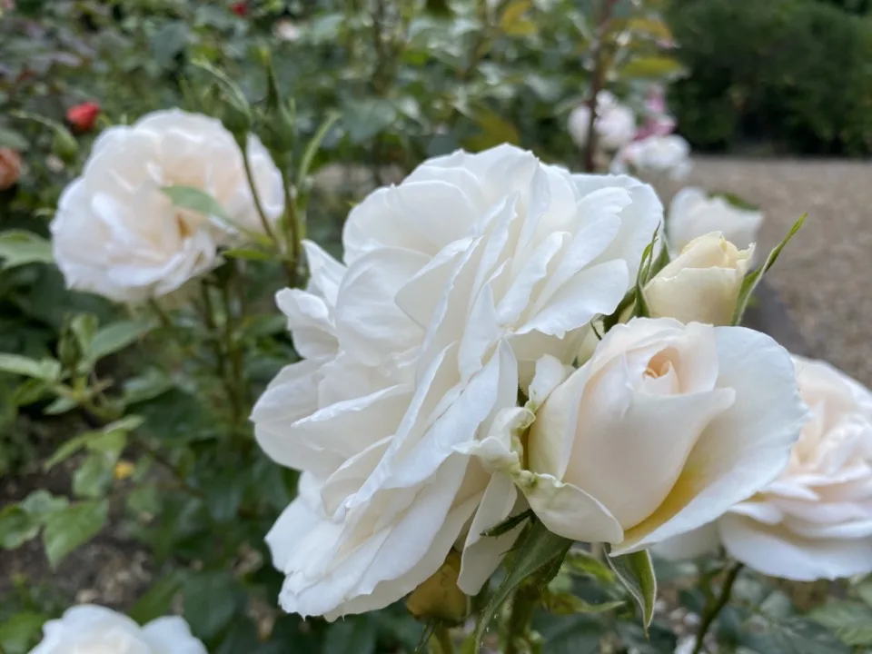 roses