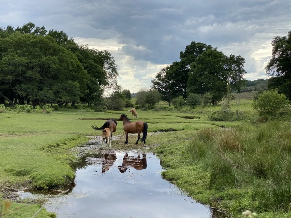 visiter la New Forest