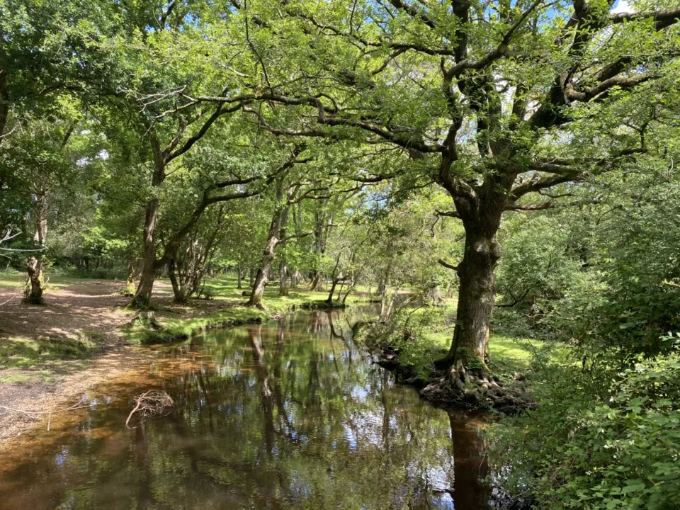 visiter la New Forest