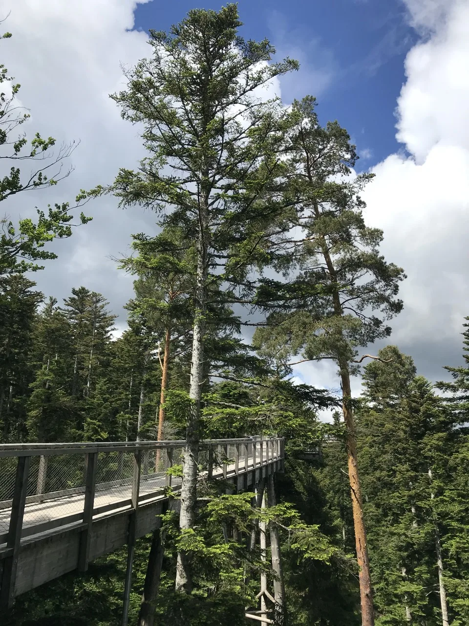 la foret noire en famille