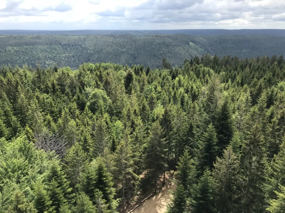 la foret noire en famille