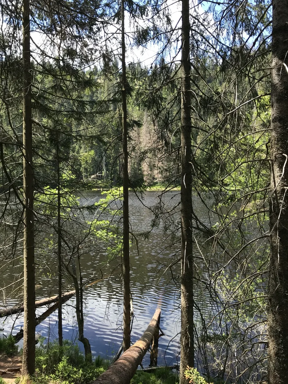la foret noire en famille