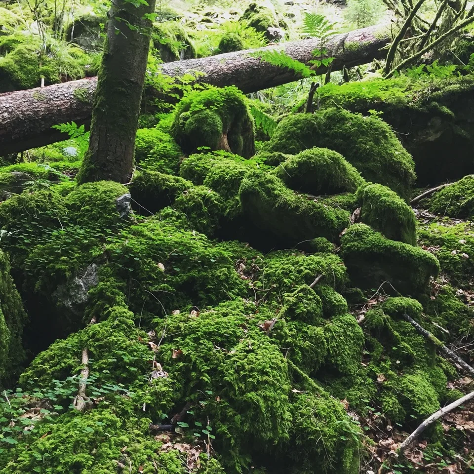 la foret noire en famille