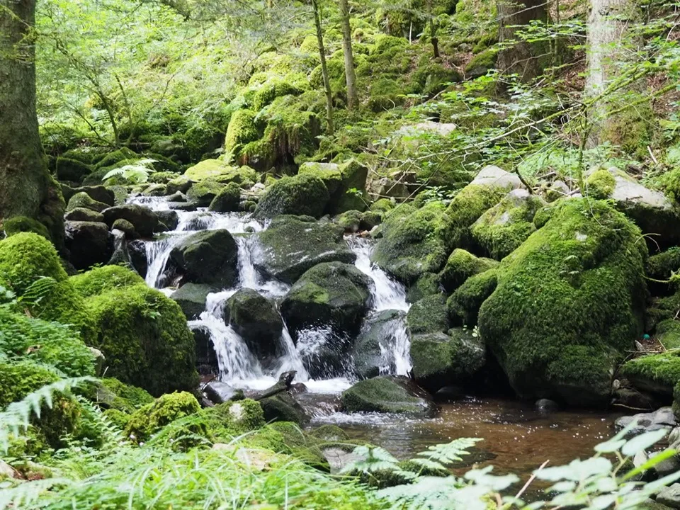 randonnées en famille dans la forêt noire